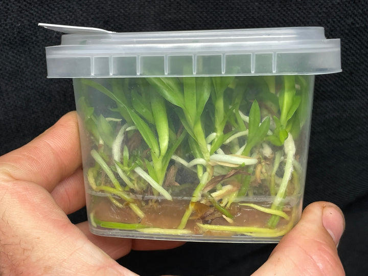 C. Andromaque (Triumphans x warscewiczii) Cattleya Orchid Plant FLASK C