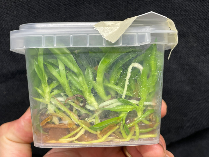 C. Andromaque (Triumphans x warscewiczii) Cattleya Orchid Plant FLASK C