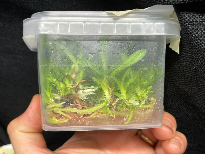 C. Andromaque (Triumphans x warscewiczii) Cattleya Orchid Plant FLASK E