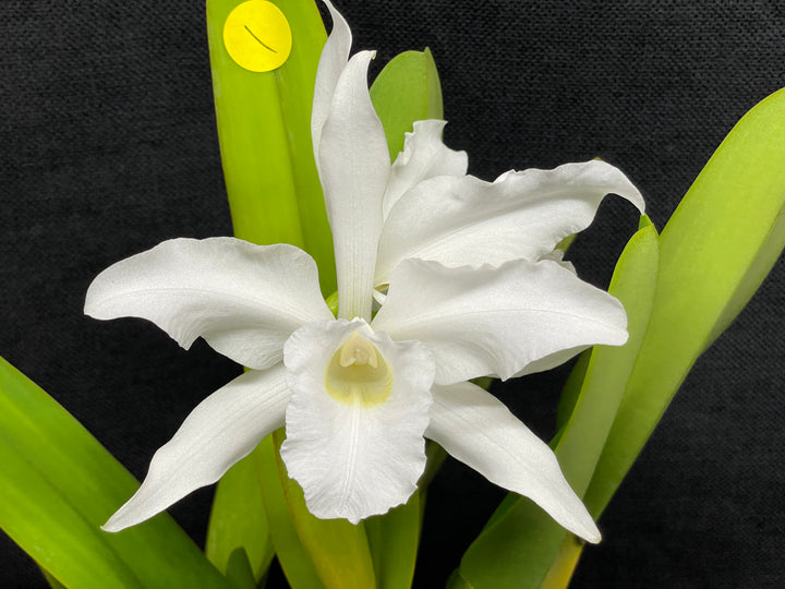 L. purpurata alba Species Div A Cattleya Orchid Plant