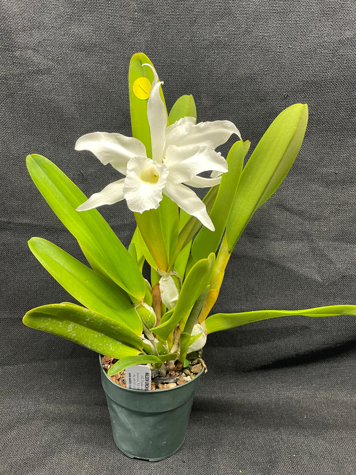 L. purpurata alba Species Div A Cattleya Orchid Plant