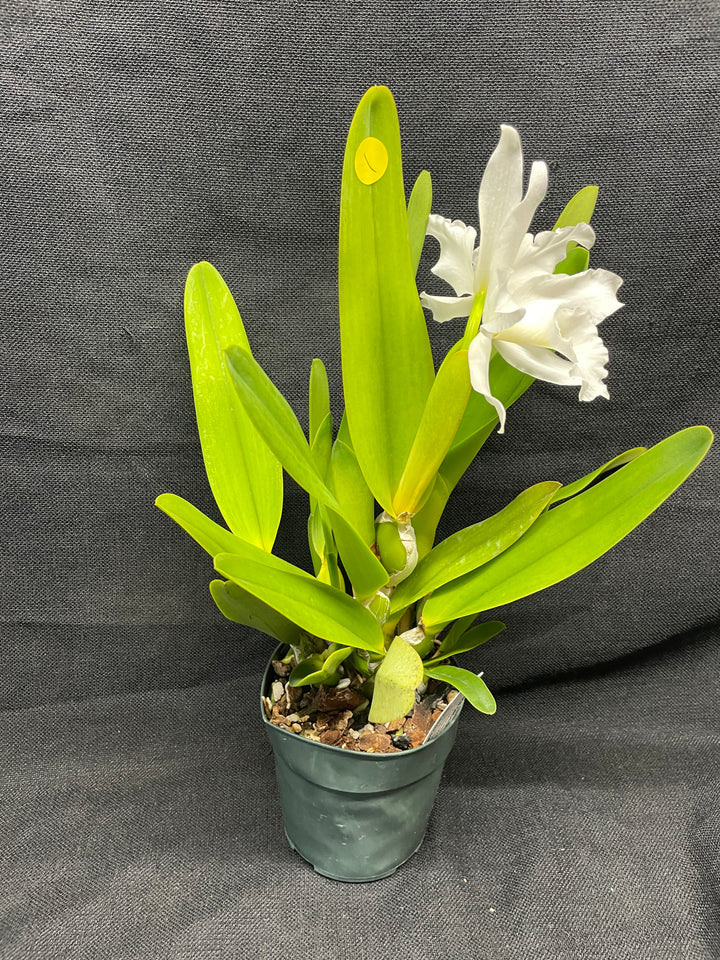 L. purpurata alba Species Div A Cattleya Orchid Plant