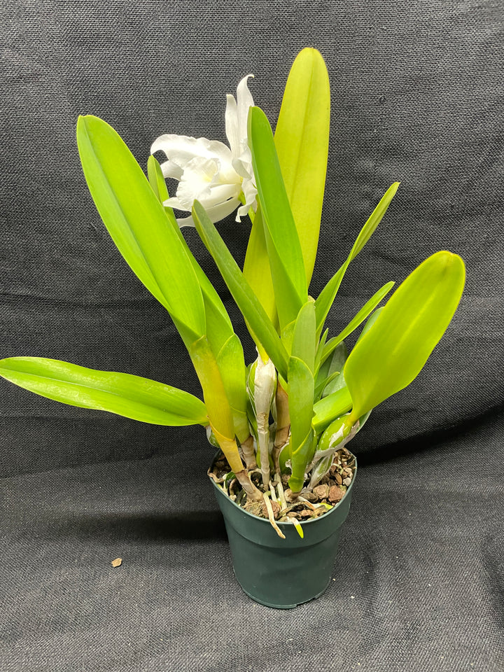 L. purpurata alba Species Div A Cattleya Orchid Plant