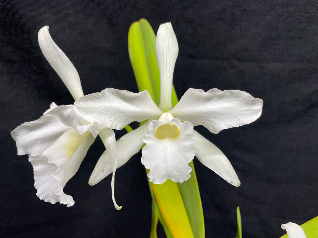 L. purpurata alba Species Div B Cattleya Orchid Plant