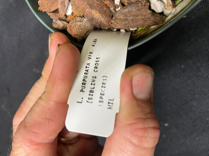 L. purpurata alba Species Div B Cattleya Orchid Plant