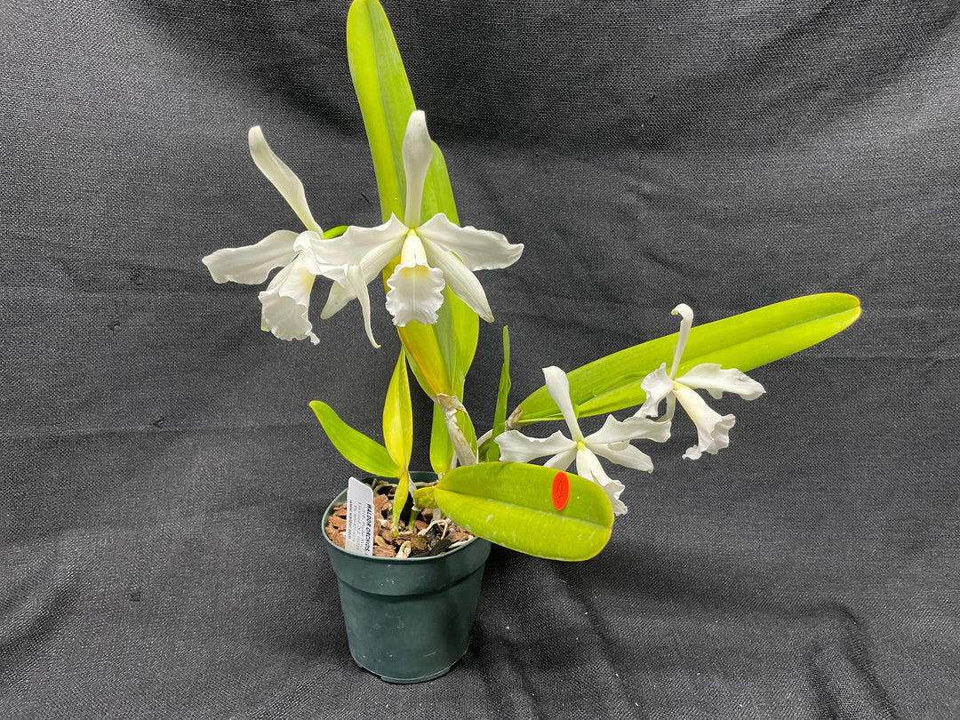L. purpurata alba Species Div B Cattleya Orchid Plant
