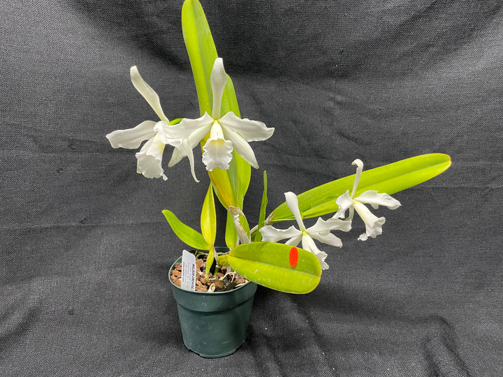 L. purpurata alba Species Div B Cattleya Orchid Plant