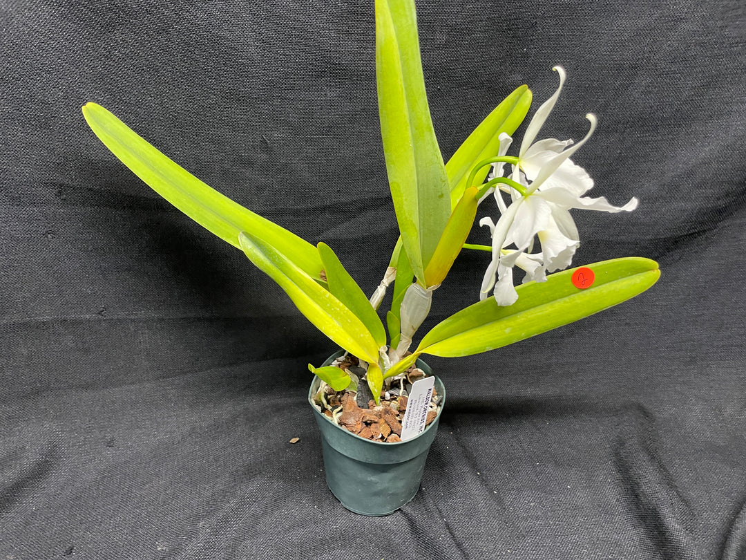 L. purpurata alba Species Div B Cattleya Orchid Plant