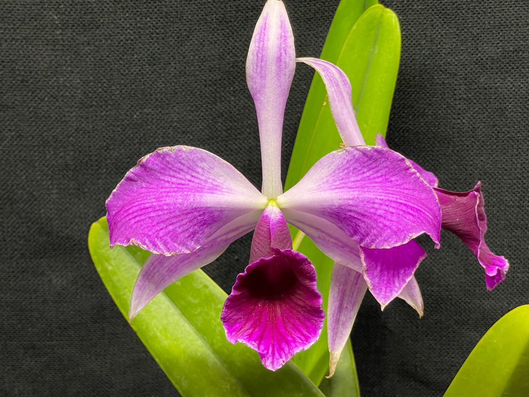 L. purpurata (schusteriana `Orchid Eros&