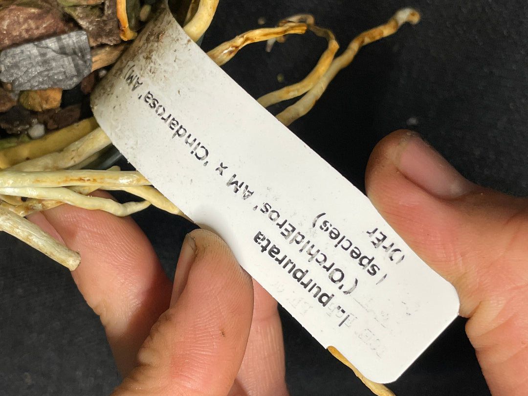 L. purpurata (schusteriana `Orchid Eros&