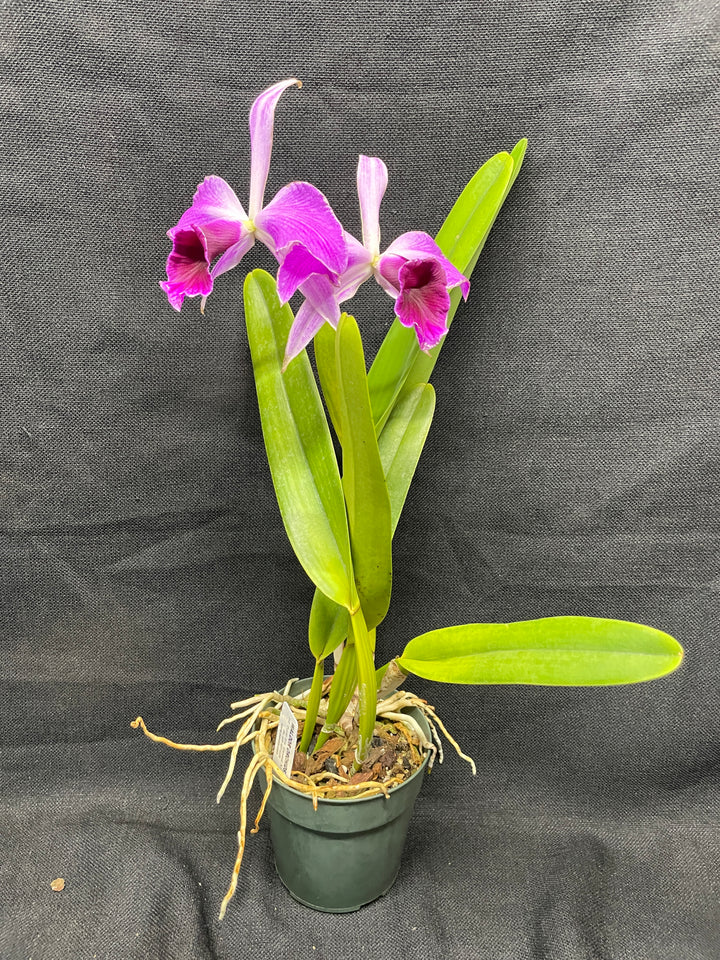 L. purpurata (schusteriana `Orchid Eros&