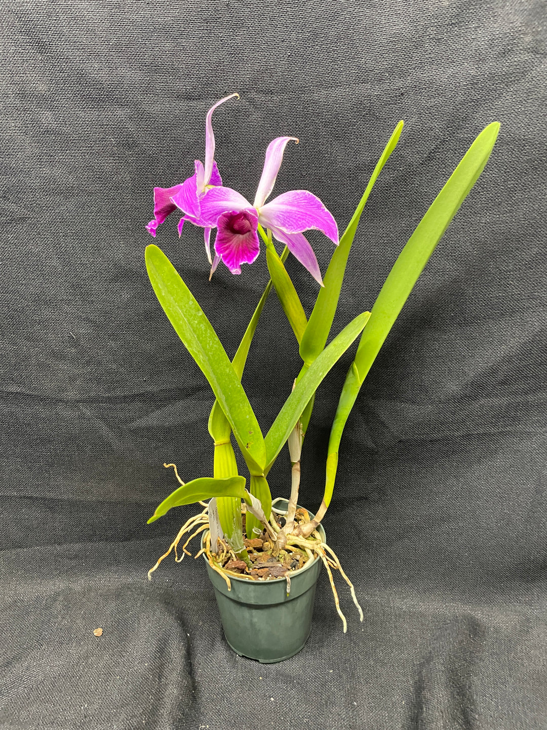 L. purpurata (schusteriana `Orchid Eros&