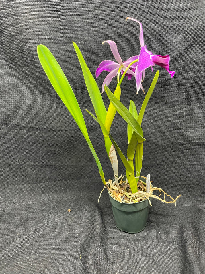 L. purpurata (schusteriana `Orchid Eros&