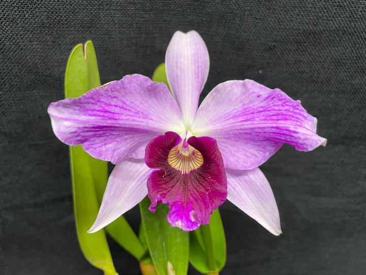 L. purpurata striata (681 x `Borda Bramca&