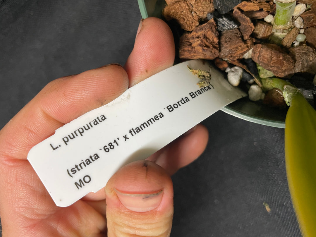 L. purpurata striata (681 x `Borda Bramca&