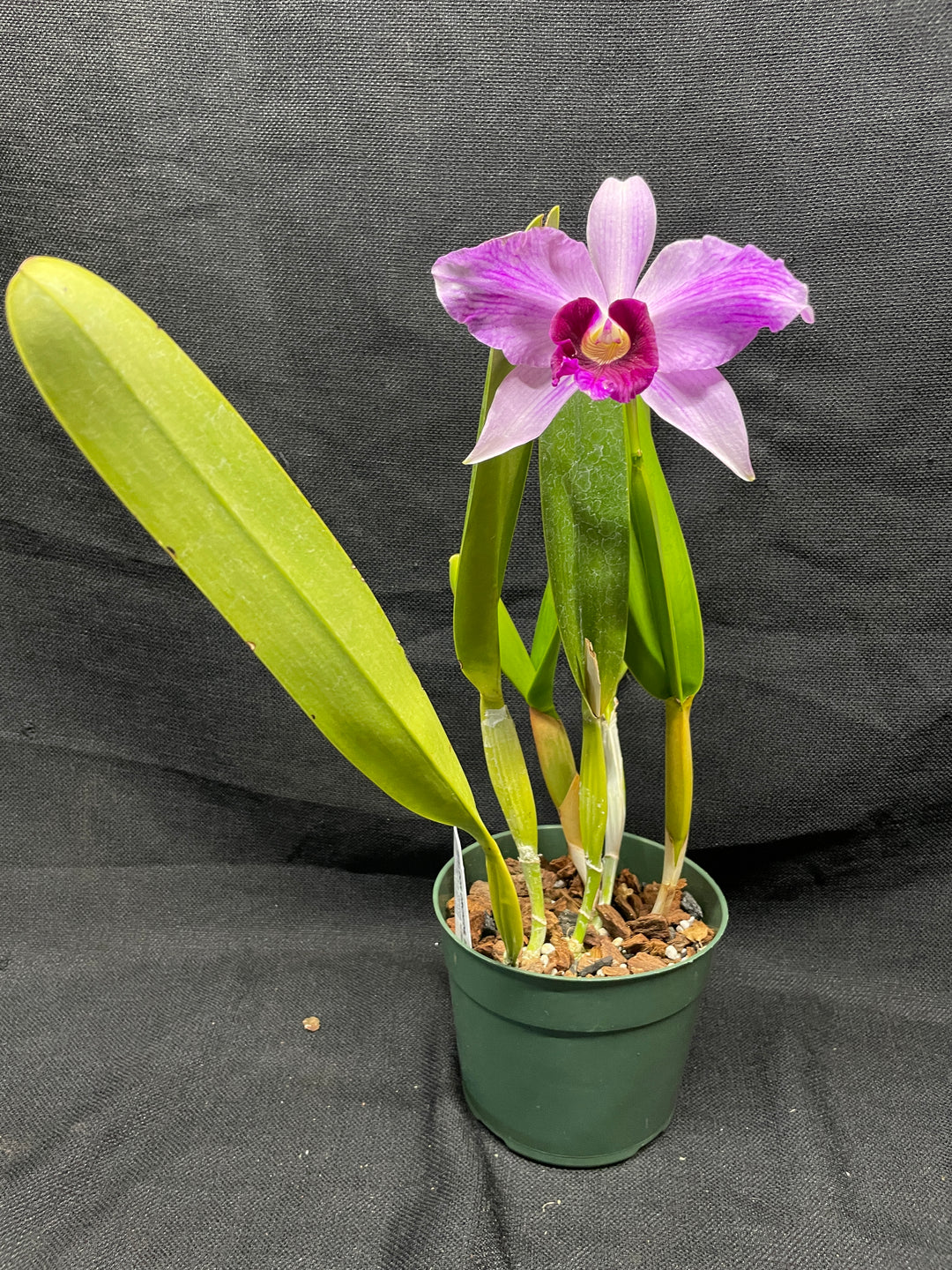 L. purpurata striata (681 x `Borda Bramca&
