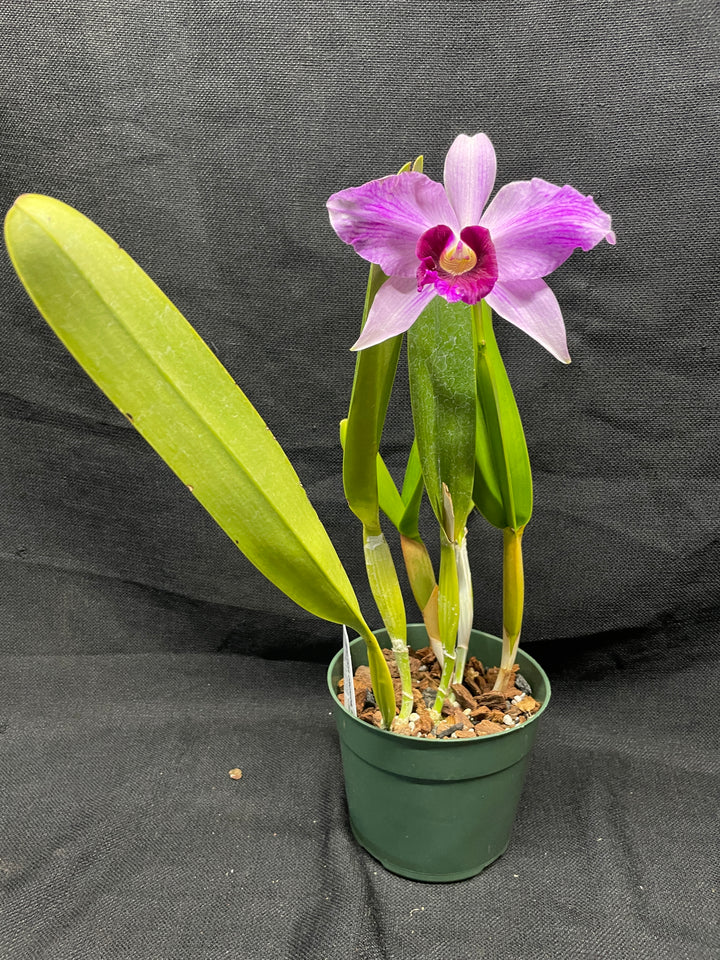 L. purpurata striata (681 x `Borda Bramca&