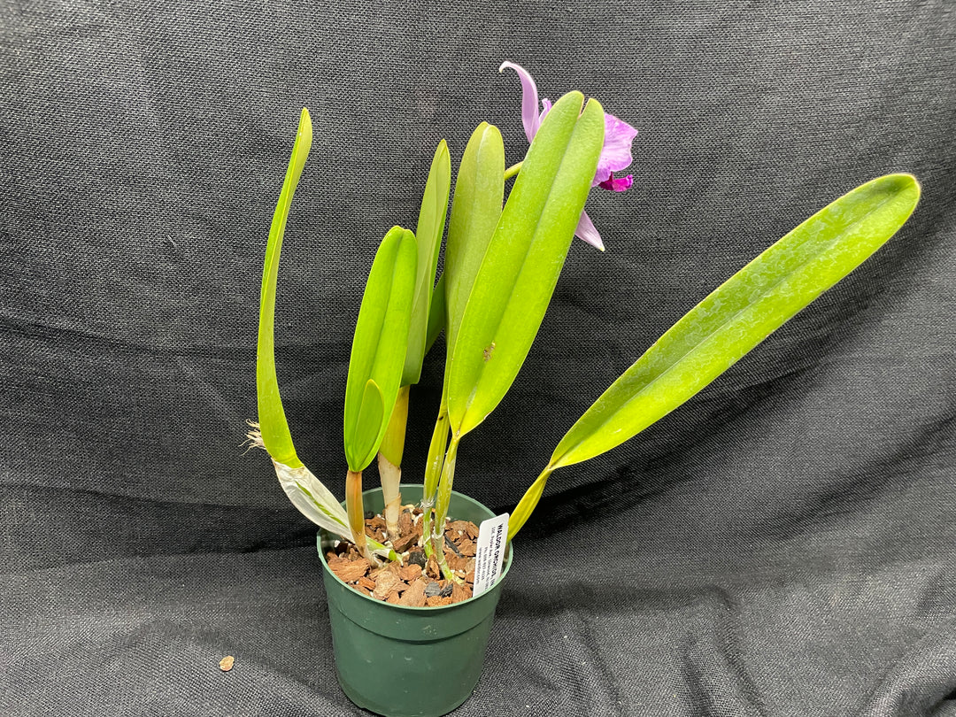L. purpurata striata (681 x `Borda Bramca&