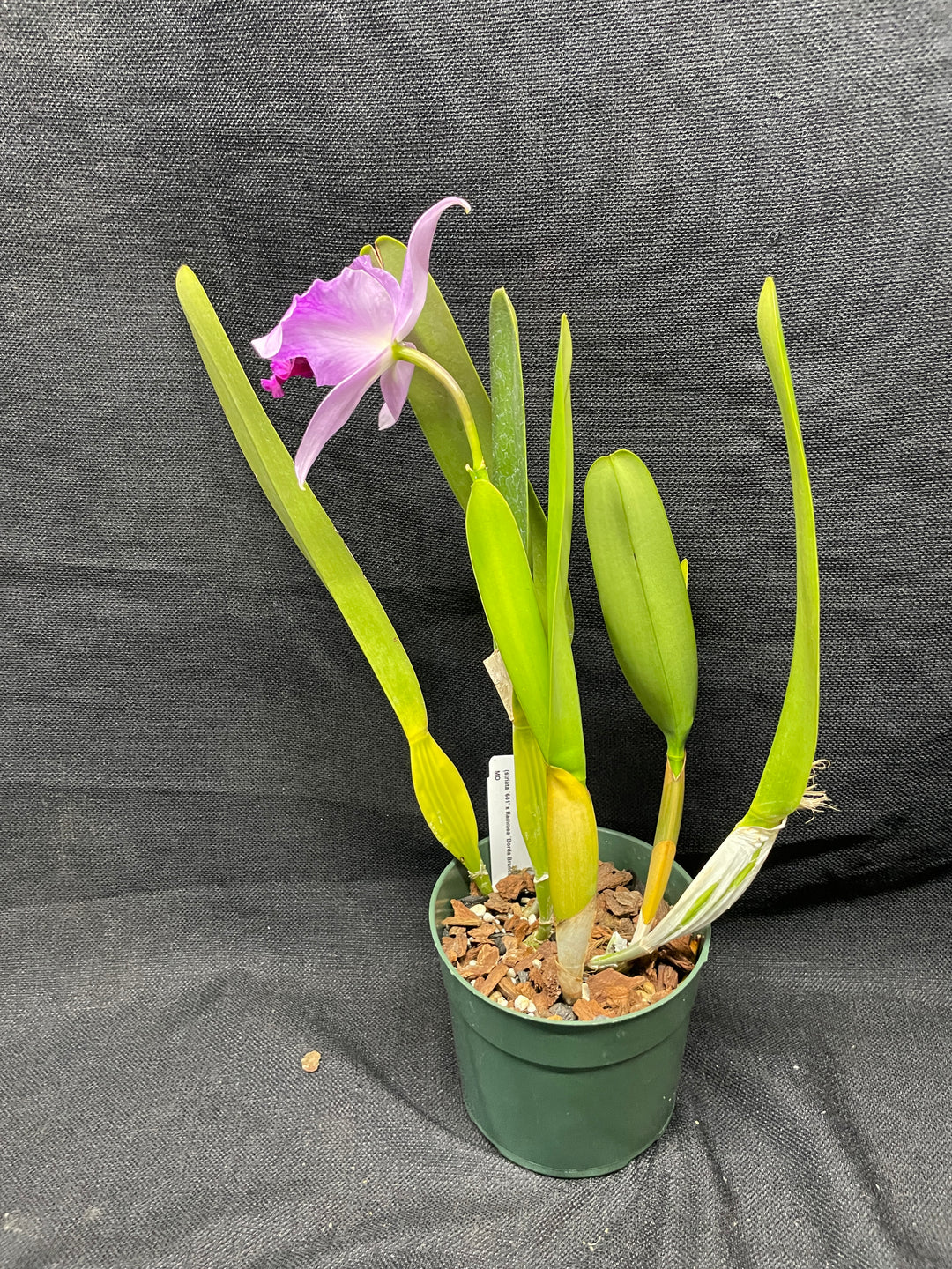 L. purpurata striata (681 x `Borda Bramca&