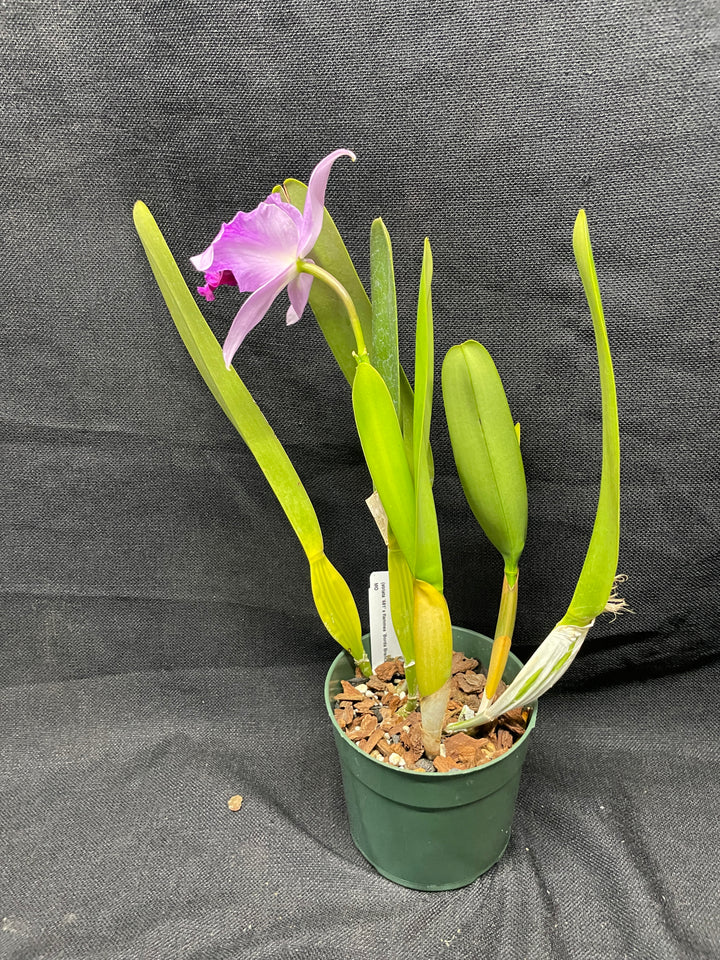 L. purpurata striata (681 x `Borda Bramca&