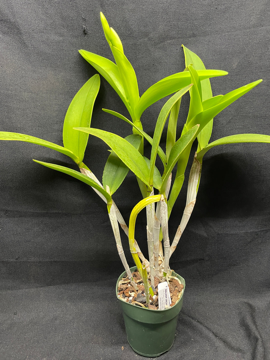 C. intermedia alba `Penn Valley&