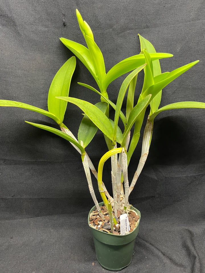 C. intermedia alba `Penn Valley&
