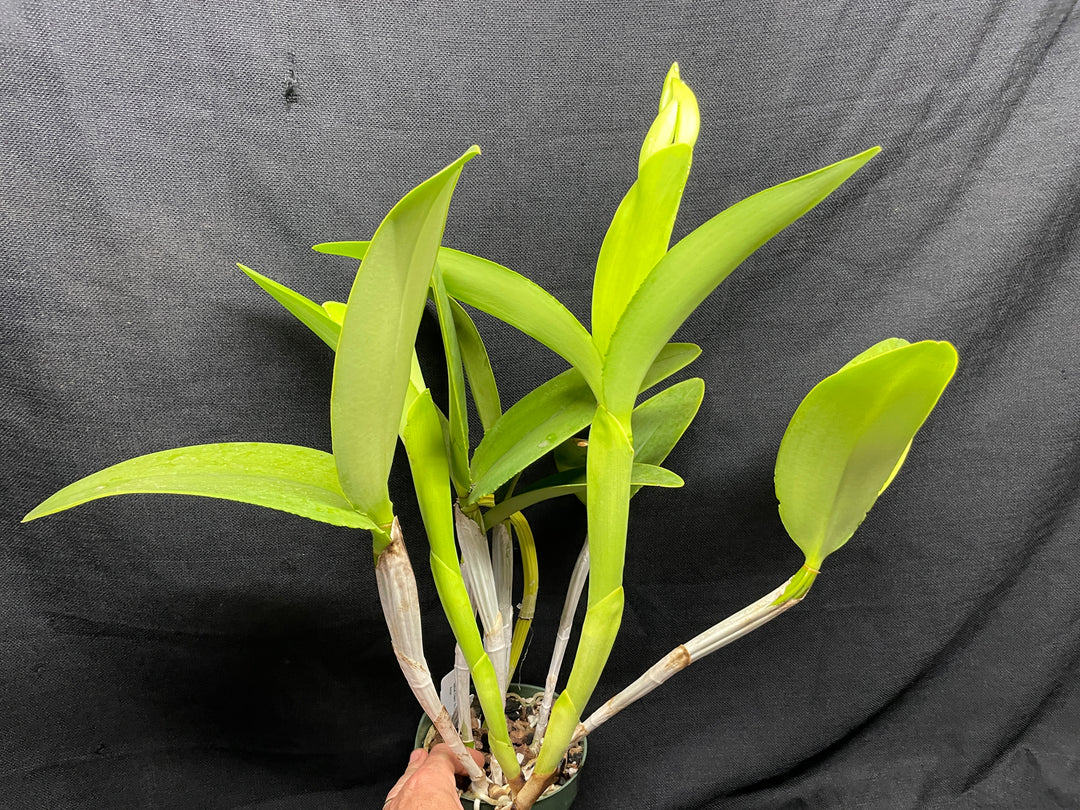 C. intermedia alba `Penn Valley&
