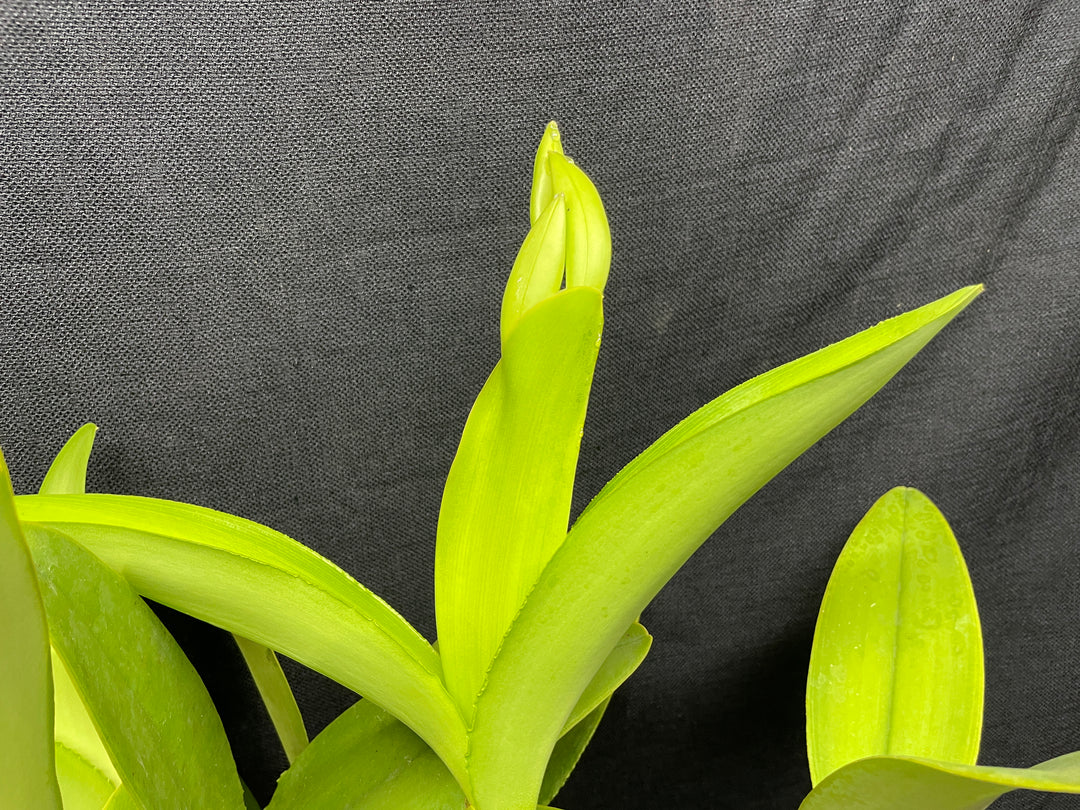 C. intermedia alba `Penn Valley&