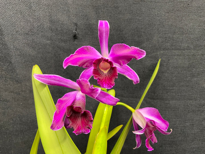 L. purpurata (flamea `Nancy&