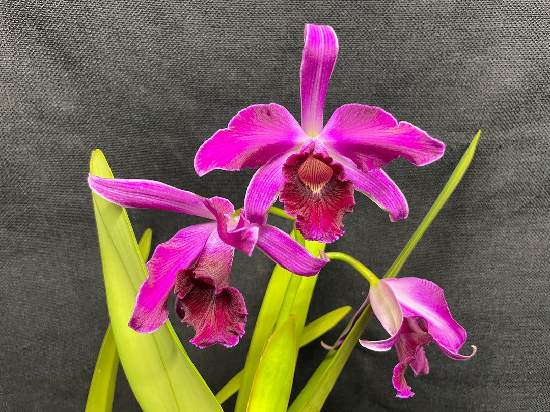 L. purpurata (flamea `Nancy&