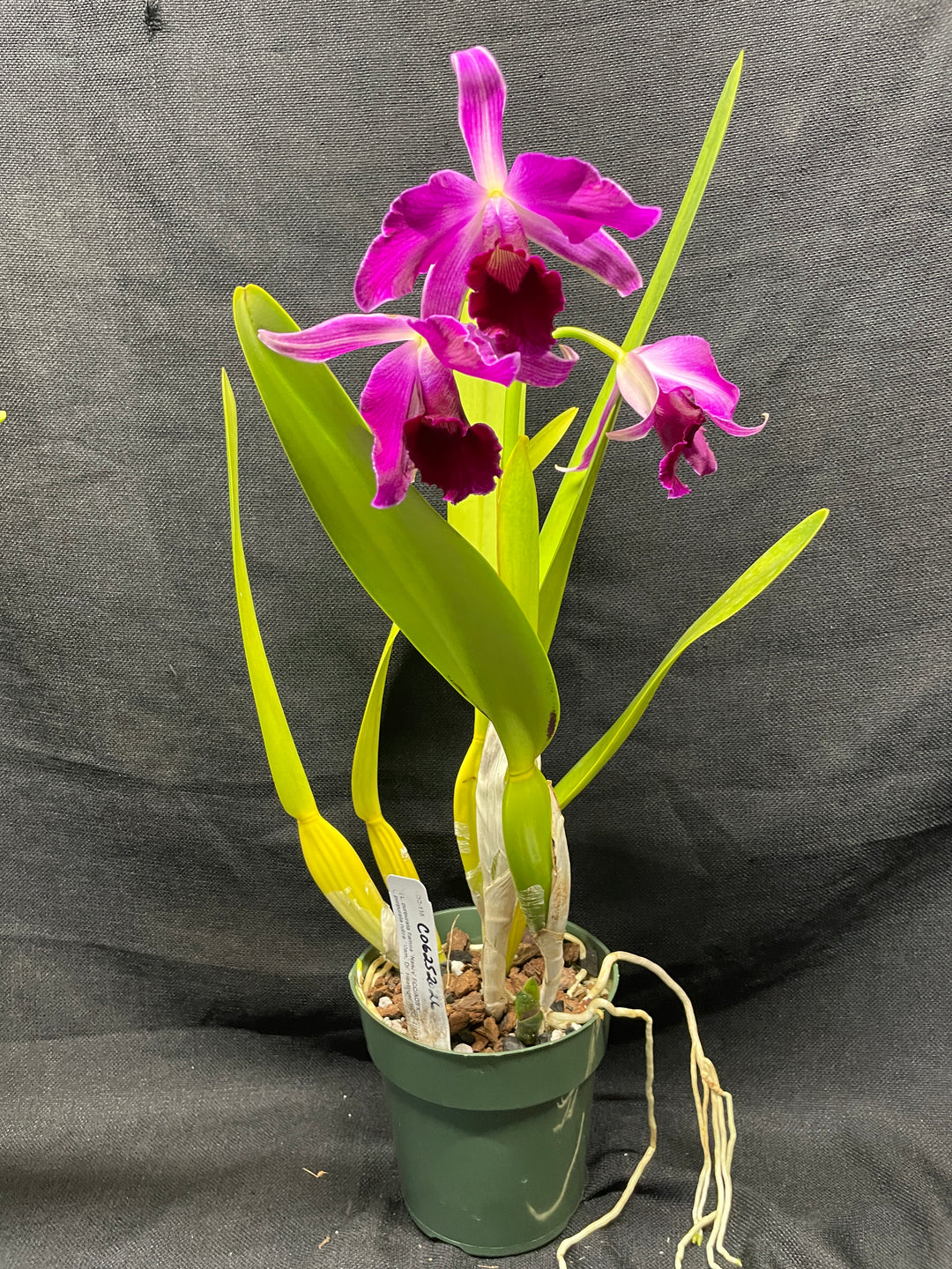 L. purpurata (flamea `Nancy&