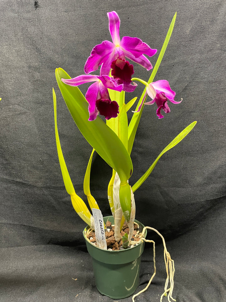 L. purpurata (flamea `Nancy&