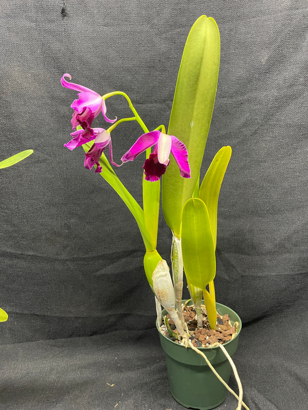 L. purpurata (flamea `Nancy&