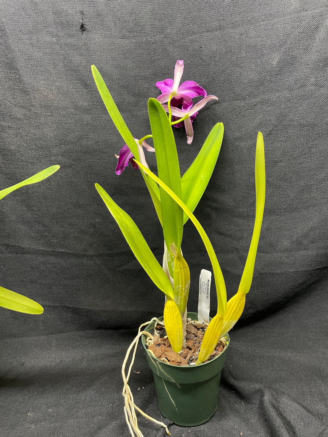 L. purpurata (flamea `Nancy&