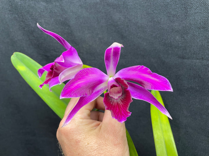 L. purpurata (flamea `Nancy&