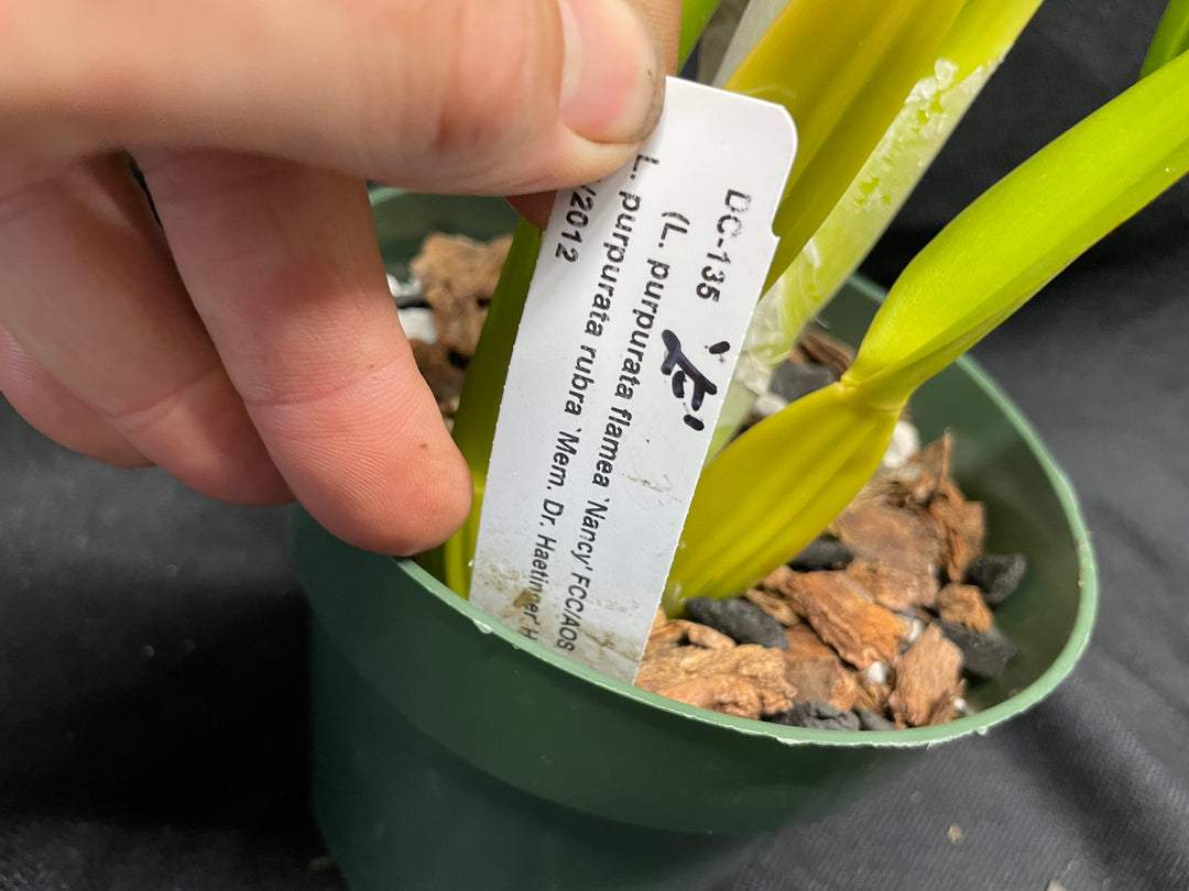 L. purpurata (flamea `Nancy&