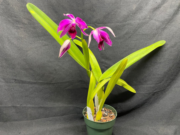 L. purpurata (flamea `Nancy&