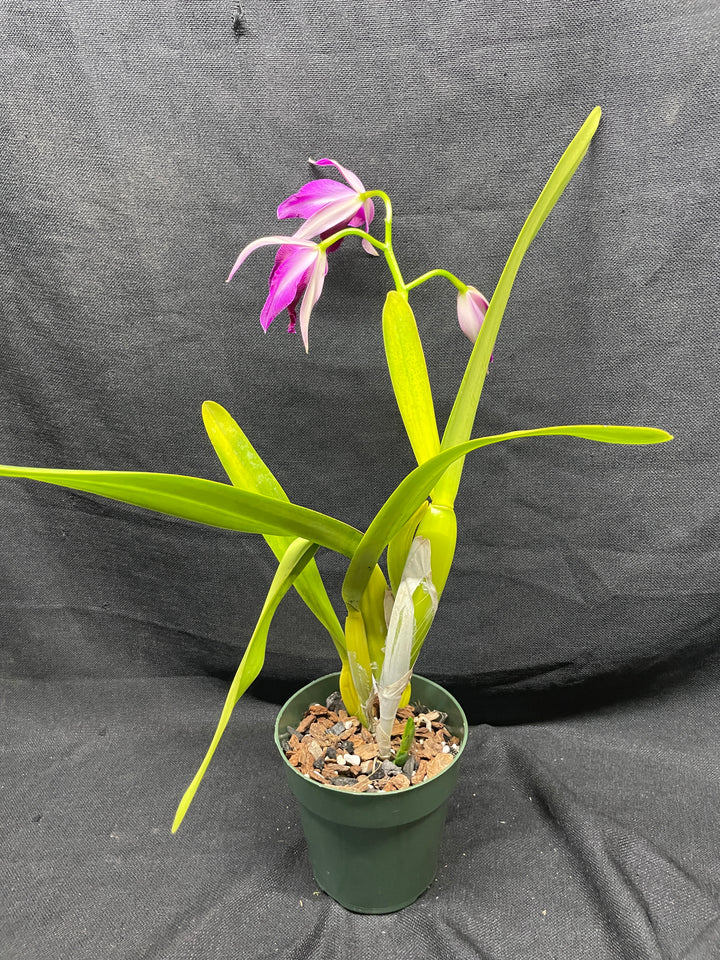 L. purpurata (flamea `Nancy&