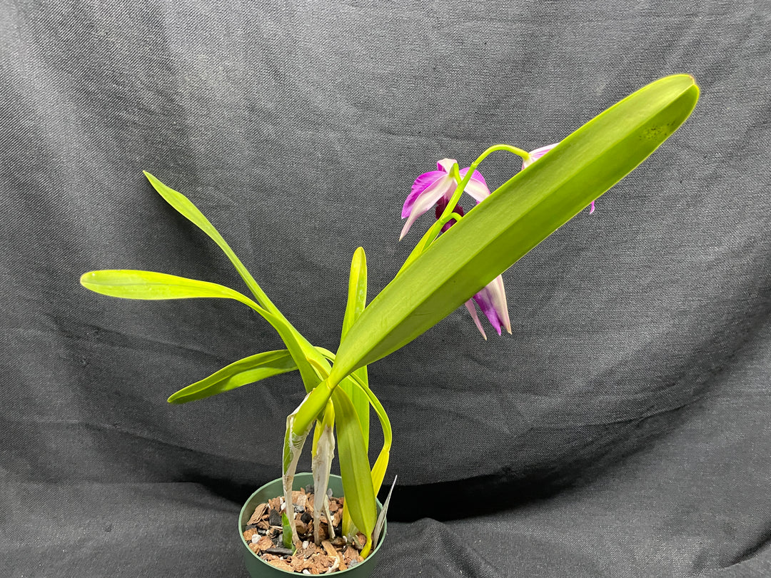 L. purpurata (flamea `Nancy&