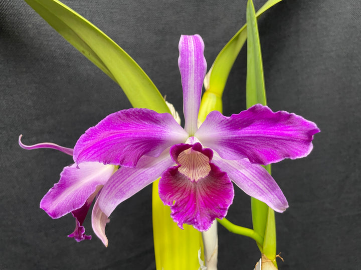 L. purpurata flamea `Nancy&