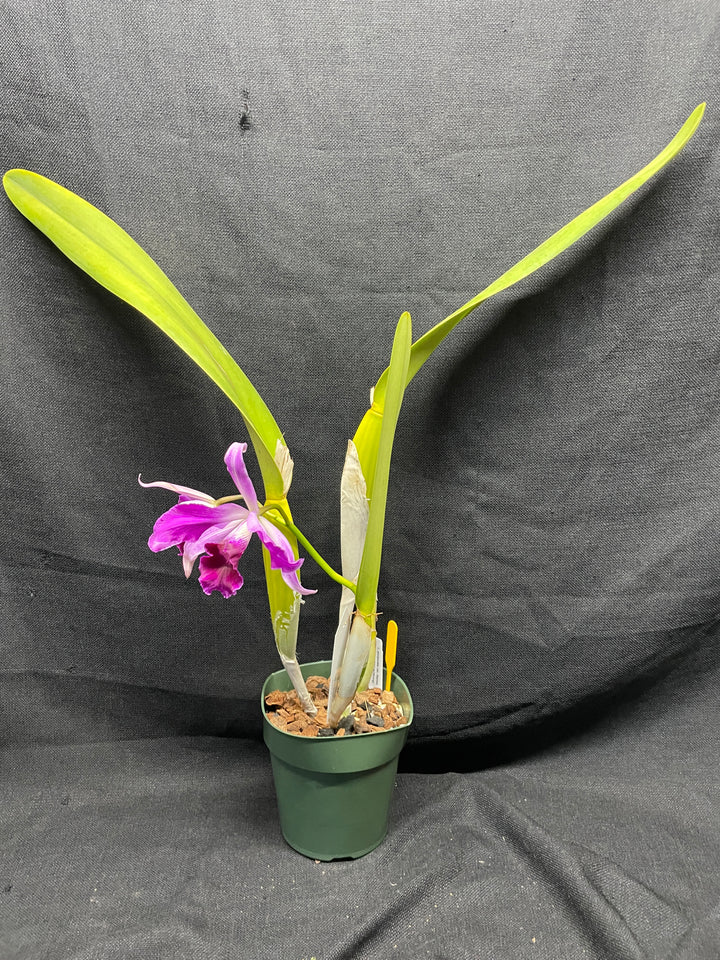 L. purpurata flamea `Nancy&