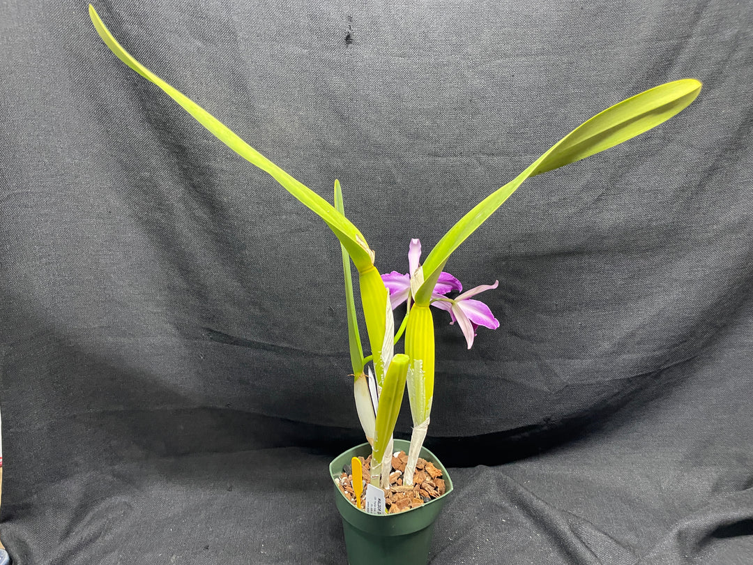 L. purpurata flamea `Nancy&