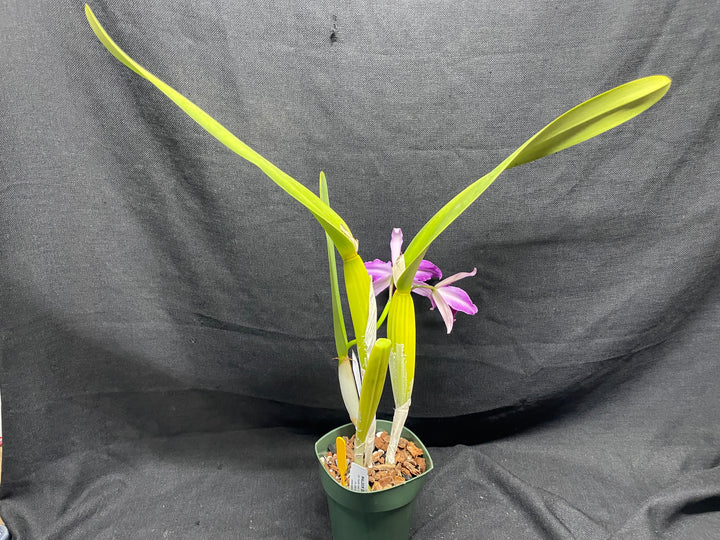 L. purpurata flamea `Nancy&