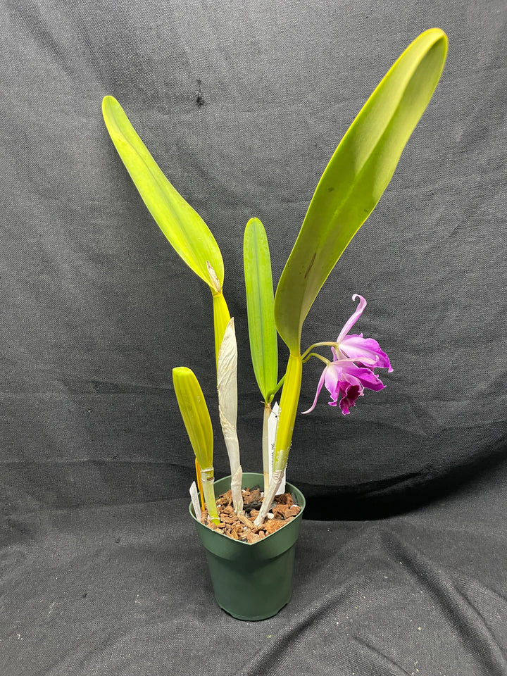 L. purpurata flamea `Nancy&