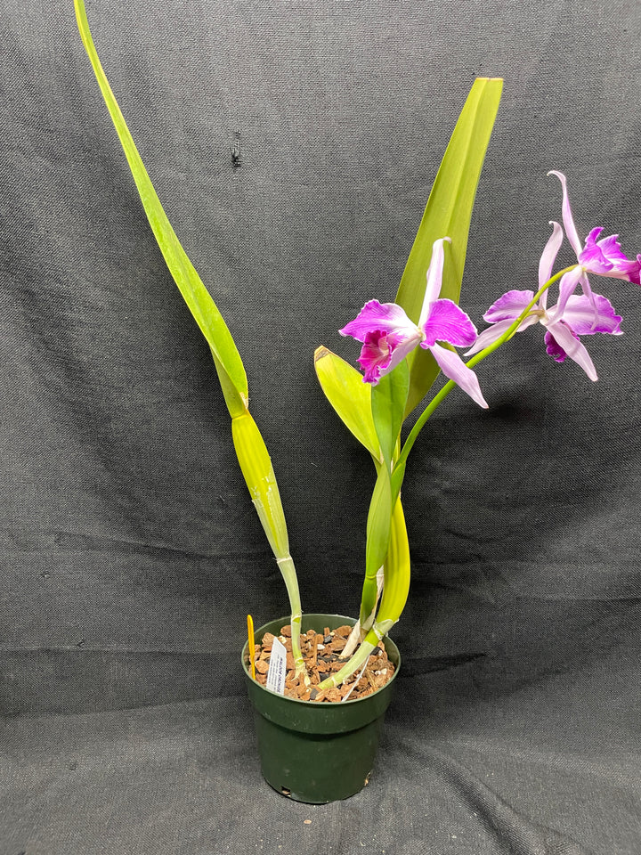 L. purpurata flamea `Nancy&