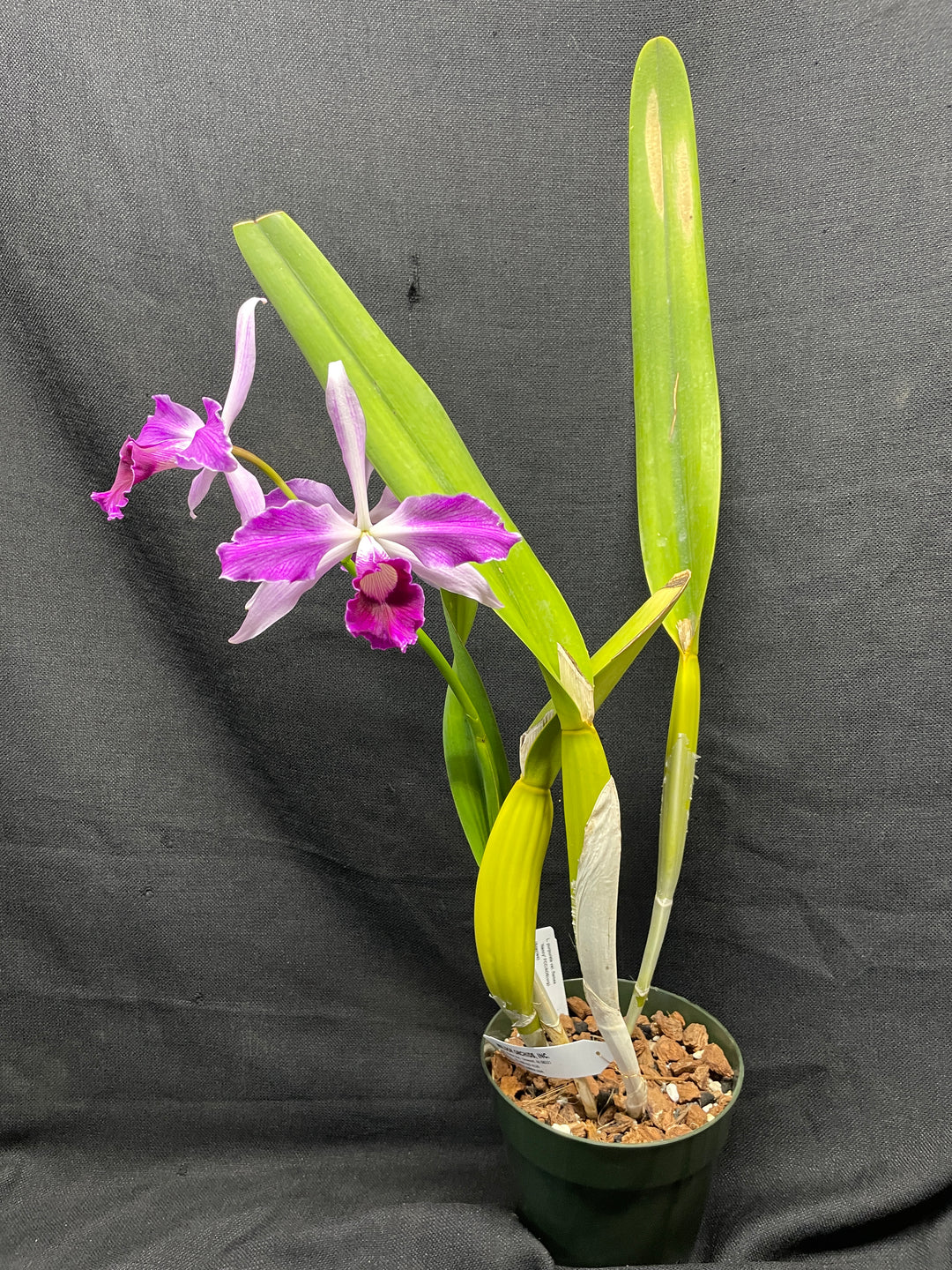 L. purpurata flamea `Nancy&