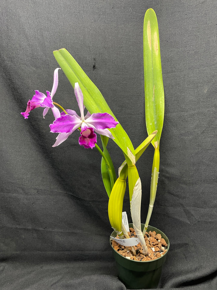 L. purpurata flamea `Nancy&