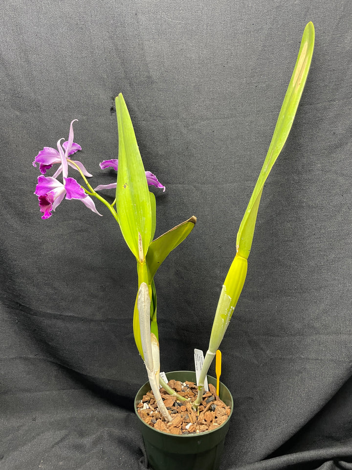 L. purpurata flamea `Nancy&
