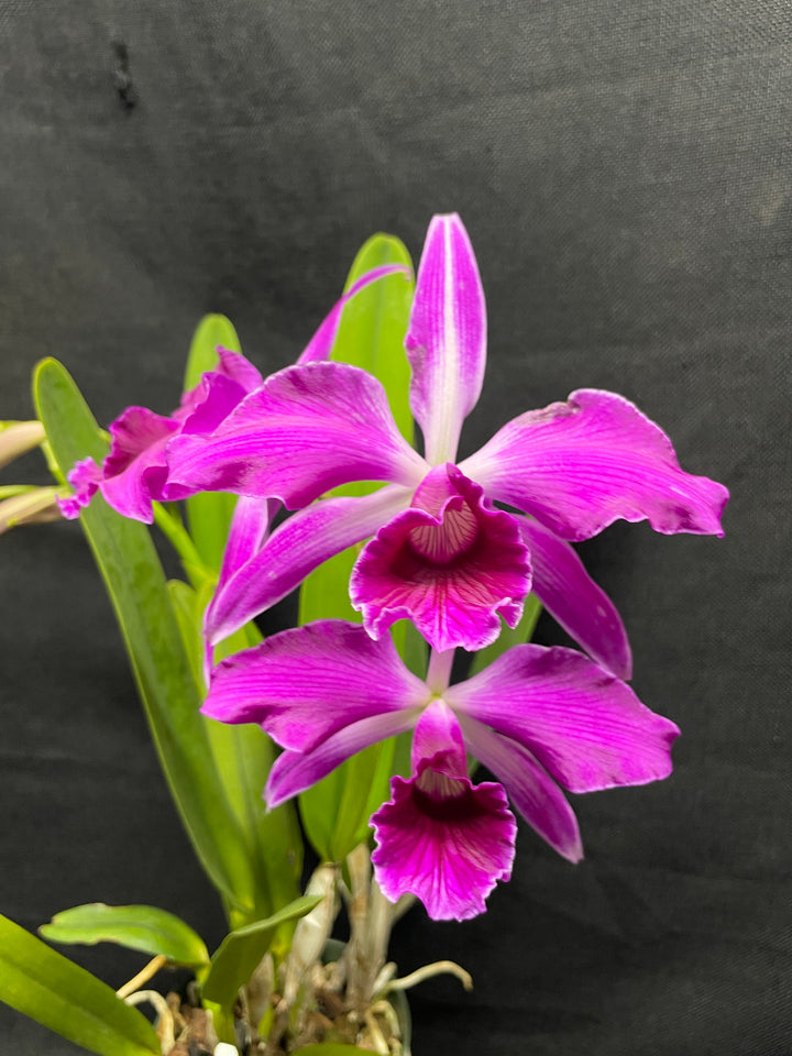 L. purpurata sanguinea (`Son!&