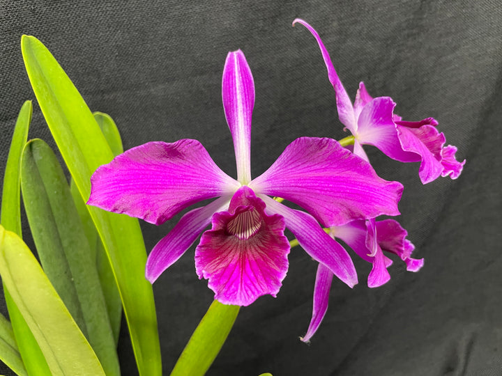 L. purpurata sanguinea (`Son!&